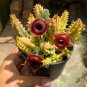Variegated Huernia Zebrina 'Lifesaver' - Rare Collector's Succulent 3-4cm