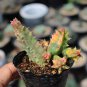 Variegated Huernia Zebrina 'Lifesaver' - Rare Collector's Succulent 3-4cm
