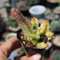 Variegated Huernia Zebrina 'Lifesaver' - Rare Collector's Succulent 3-4cm