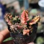 Variegated Huernia Zebrina 'Lifesaver' - Rare Collector's Succulent 3-4cm
