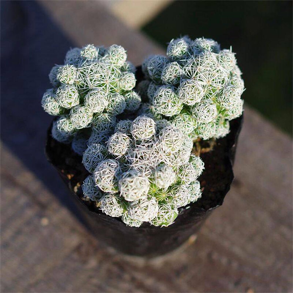 3 pcs Thimble Cactus Plant | Mammillaria Gracilis Fragilis Clumping Succulent3-4cm