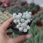 3 pcs Thimble Cactus Plant | Mammillaria Gracilis Fragilis Clumping Succulent3-4cm