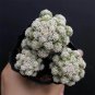 3 pcs Thimble Cactus Plant | Mammillaria Gracilis Fragilis Clumping Succulent3-4cm