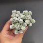3 pcs Thimble Cactus Plant | Mammillaria Gracilis Fragilis Clumping Succulent3-4cm