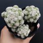 3 pcs Thimble Cactus Plant | Mammillaria Gracilis Fragilis Clumping Succulent3-4cm
