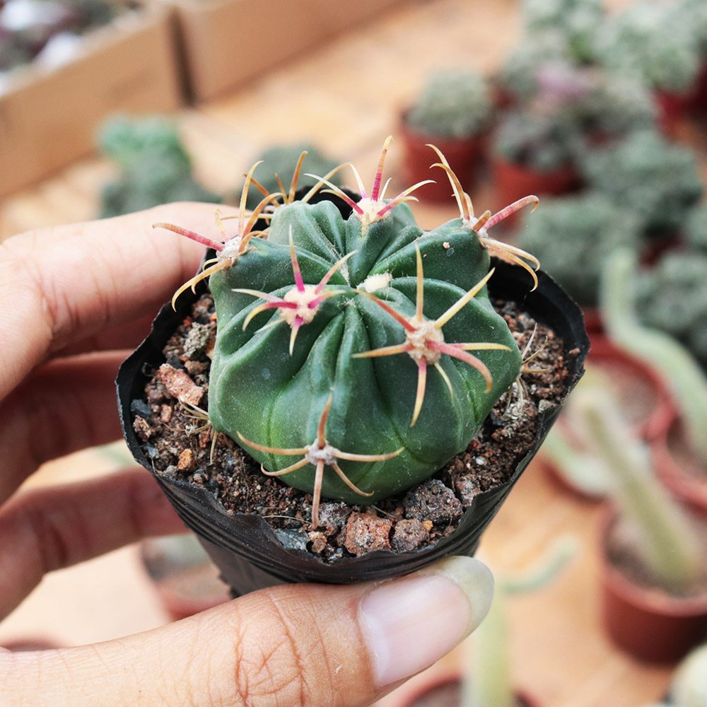 Ferocactus Latispinus 'Sunrise' | Beginner-Friendly Cactus for Small Spaces & Desks 3-4cm