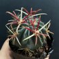 Ferocactus Latispinus 'Sunrise' | Beginner-Friendly Cactus for Small Spaces & Desks 3-4cm