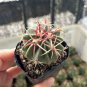 Ferocactus Latispinus 'Sunrise' | Beginner-Friendly Cactus for Small Spaces & Desks 3-4cm