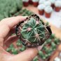 Ferocactus Latispinus 'Sunrise' | Beginner-Friendly Cactus for Small Spaces & Desks 3-4cm