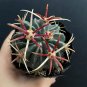 Ferocactus Latispinus 'Sunrise' | Beginner-Friendly Cactus for Small Spaces & Desks 3-4cm