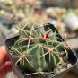 Ferocactus Latispinus 'Sunrise' | Beginner-Friendly Cactus for Small Spaces & Desks 3-4cm