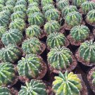 World Map Variegated Cactus Echinopsis Aureovariegata, Yellow-Green Marbled Succulent