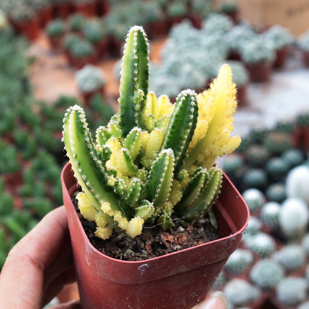 Variegated Fairy Castle - Rare Variegated Tower-Like Miniature Cactus 5-6cm