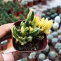 Variegated Fairy Castle - Rare Variegated Tower-Like Miniature Cactus 5-6cm