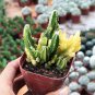 Variegated Fairy Castle - Rare Variegated Tower-Like Miniature Cactus 5-6cm