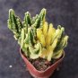 Variegated Fairy Castle - Rare Variegated Tower-Like Miniature Cactus 5-6cm