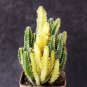 Variegated Fairy Castle - Rare Variegated Tower-Like Miniature Cactus 5-6cm