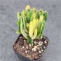 Variegated Fairy Castle - Rare Variegated Tower-Like Miniature Cactus 5-6cm