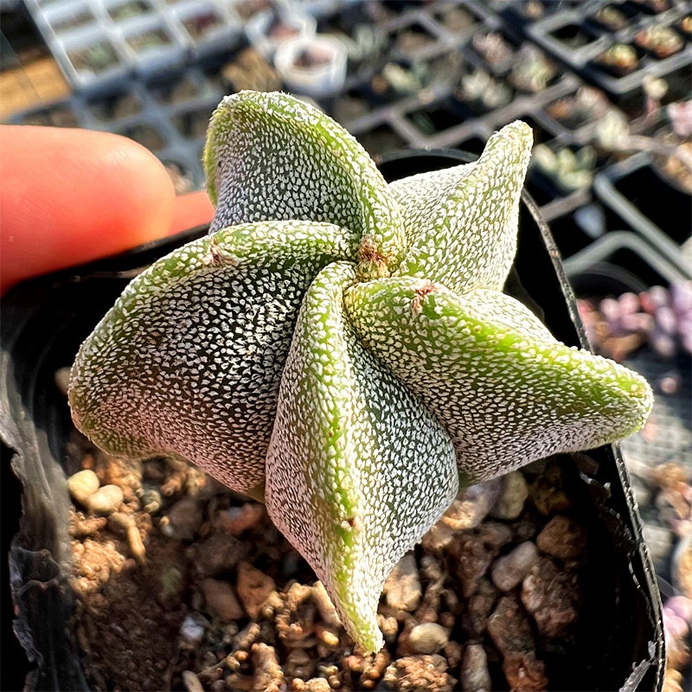Pentagonal White-Maculated Bishop's Cap Cactus | Astrophytum myriostigma 3-4cm