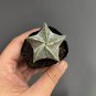 Pentagonal White-Maculated Bishop's Cap Cactus | Astrophytum myriostigma 3-4cm