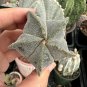 Pentagonal White-Maculated Bishop's Cap Cactus | Astrophytum myriostigma 3-4cm