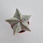 Pentagonal White-Maculated Bishop's Cap Cactus | Astrophytum myriostigma 3-4cm
