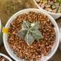 Pentagonal White-Maculated Bishop's Cap Cactus | Astrophytum myriostigma 3-4cm