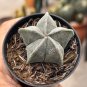 Pentagonal White-Maculated Bishop's Cap Cactus | Astrophytum myriostigma 3-4cm