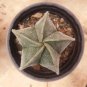 Pentagonal White-Maculated Bishop's Cap Cactus | Astrophytum myriostigma 3-4cm