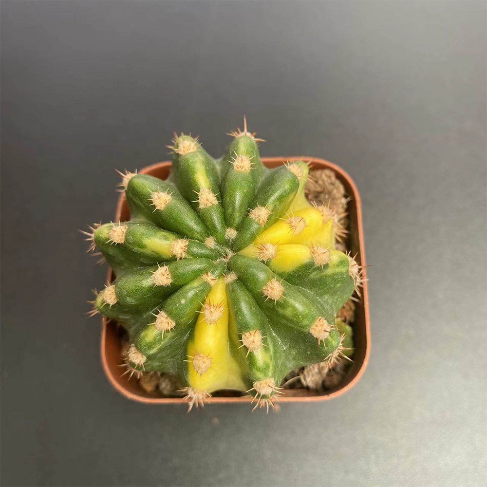 Echinopsis subdenudata Variegata - Unique Green & Yellow Pattern 3-4cm