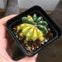 Echinopsis subdenudata Variegata - Unique Green & Yellow Pattern 3-4cm