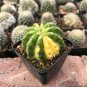 Echinopsis subdenudata Variegata - Unique Green & Yellow Pattern 3-4cm