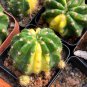 Echinopsis subdenudata Variegata - Unique Green & Yellow Pattern 3-4cm