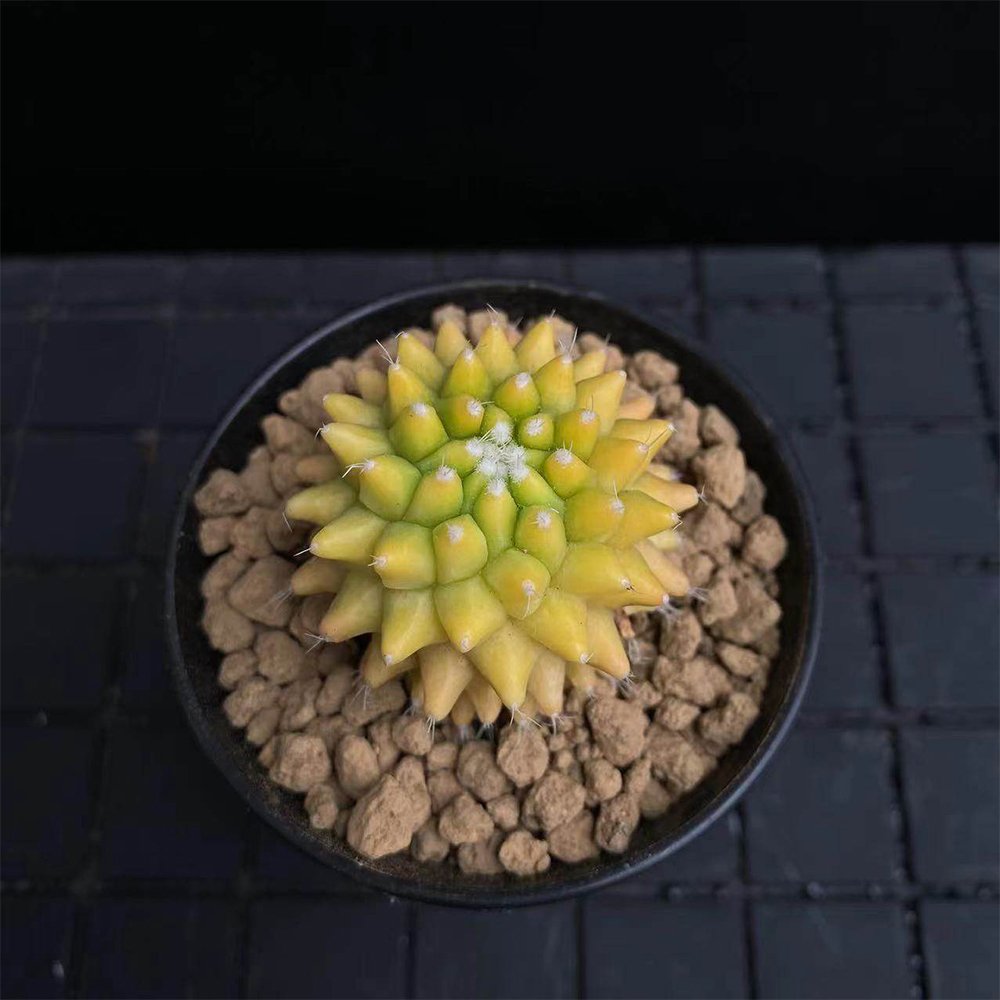 Variegated Mammillaria Cactus | Rare Yellow Variegated Live Succulent Plant 3cm