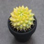 Variegated Mammillaria Cactus | Rare Yellow Variegated Live Succulent Plant 3cm