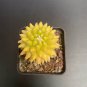 Variegated Mammillaria Cactus | Rare Yellow Variegated Live Succulent Plant 3cm