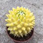 Variegated Mammillaria Cactus | Rare Yellow Variegated Live Succulent Plant 3cm