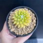 Variegated Mammillaria Cactus | Rare Yellow Variegated Live Succulent Plant 3cm