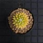 Variegated Mammillaria Cactus | Rare Yellow Variegated Live Succulent Plant 3cm