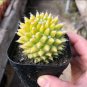 Variegated Mammillaria Cactus | Rare Yellow Variegated Live Succulent Plant 3cm