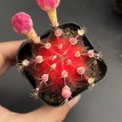 Gymnocalycium mihanovichii 'Red Variegata' | Rare Dwarf Variegated Cactus 3-4cm