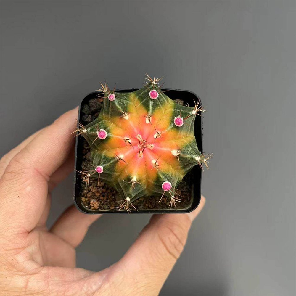 Gymnocalycium mihanovichii 'Yellow Variegata 3-4cm