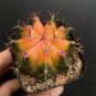 Gymnocalycium mihanovichii 'Yellow Variegata 3-4cm
