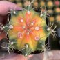 Gymnocalycium mihanovichii 'Yellow Variegata 3-4cm