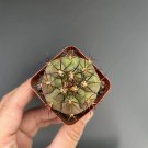 Gymnocalycium pflanzii var. albipulpa | Rare Purple-Green Cactus 4-5cm