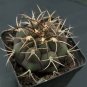 Gymnocalycium pflanzii var. albipulpa | Rare Purple-Green Cactus 4-5cm