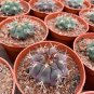 Gymnocalycium pflanzii var. albipulpa | Rare Purple-Green Cactus 4-5cm
