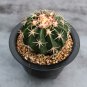 Echinocactus texensis | Horse-crippler, Texas Barrel Cactus, Growing Succulent Plant 3cm