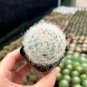 Feather Cactus (Mammillaria Plumosa) Fluffy Soft Cactus 3-4cm