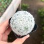 Feather Cactus (Mammillaria Plumosa) Fluffy Soft Cactus 3-4cm